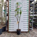 Mini hruška nízkokmenná (Pyrus communis) ´GARDEN PEARL´® - jesenná, výška 100-120 cm, obvod kmeňa: 6/8 cm, kont. C10L